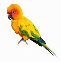 Parrots, Sun Cornure, yellow and green. Parrots are raised independently. Can fly as needed. cute bird or pet naturally reared Not caged or chained, able to fly freely. isolated on white background. photo