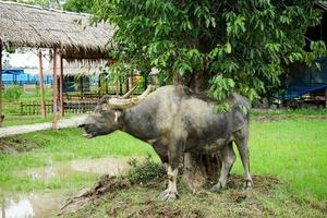 búfalo tailandés bajo los árboles en el área de la granja. el búfalo era un animal de ganado utilizado para el trabajo en la agricultura en el pasado de tailandia. foto