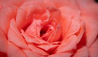 cerrar una pequeña rosa llamada rosa de Damasco, color rosa antigua, mostrando pétalos y capas de flores, luz natural, exterior foto