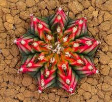 Gymnocalycium multicolor cactus taiwan clon es una mezcla de rojo, naranja, verde con largas espigas alrededor de la planta. en una pequeña olla de plástico, vista superior sobre un fondo blanco. foto