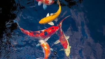 Japan koi fish or Fancy Carp swimming in a black pond fish pond. Popular pets for relaxation and feng shui meaning. Popular pets among people. Asians love to raise it for good fortune. photo