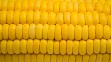 Raw corn kernels in rows. Close up Corn ears with water droplets adhere to the seeds. Pattern or texture that is a row of seeds in the pod. photo