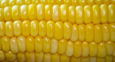 close up The corn kernels are lined up in a row of corn kernels. Fresh golden yellow cobs boiled corn. photo