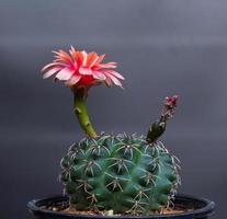 Baldianum cactus Scientific name Dwarf Chin. Blooming orange flowers and withered flowers from long thorn cactus in small pots. photo