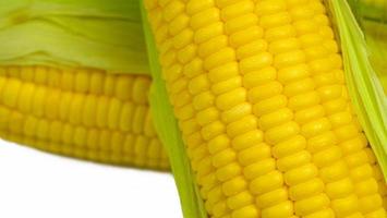Single ear of corn with green leaves . Fresh corn on cob isolated on white background. photo