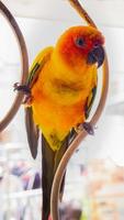 Parrots, Sun Cornure, yellow and green. Parrots are raised independently. Can fly as needed. cute bird or pet naturally reared Not caged or chained, able to fly freely. photo