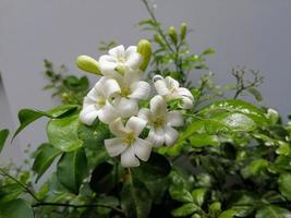 Murraya paniculata or name Orang Jessamine, China Box Tree, Andaman Satinwood, Chinese Box-wood bush. photo