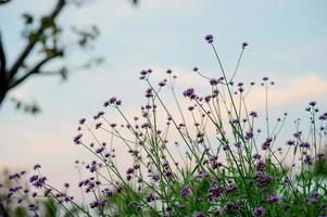 jardín de flores púrpura hermoso jardín de flores con espacio de copia clave foto