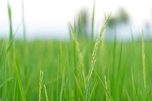 Green rice field full of rice Farmer productivity photo