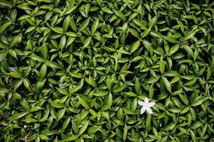 estilo creativo hecho de hojas verdes sobre el concepto de naturaleza. las hojas no son causadas por la naturaleza. la luz de la luz. foto