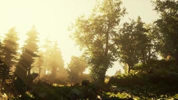 Forest of Beech Trees illuminated by sunbeams through fog photo