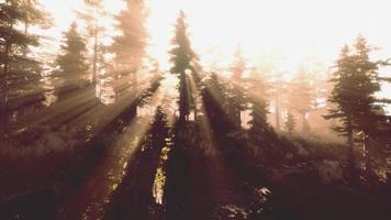 Panoramic view of the majestic evergreen forest in a morning fog photo