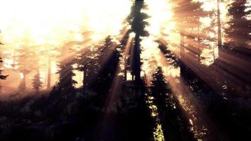 Forest of Beech Trees illuminated by sunbeams through fog photo