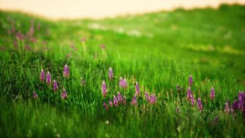 Green meadow under blue sky photo