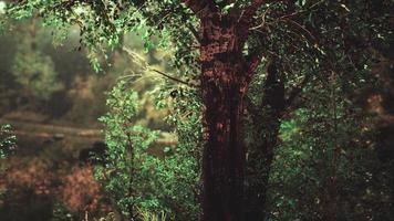 bosque de aspecto espeluznante de cuento de hadas en un día brumoso foto