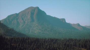 Beautiful sunset view in cedar forest in front of sayan mountain range photo