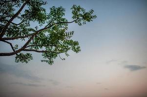 prados y cielos azules atmósfera de campos asiáticos y la belleza de los árboles y la naturaleza verde. foto