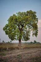 prados y cielos azules atmósfera de campos asiáticos y la belleza de los árboles y la naturaleza verde. foto