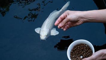 Feed the koi or crap with your bare hands. Fish tamed to the farmer. An outdoor koi fancy fish pond for beauty and relaxation. photo