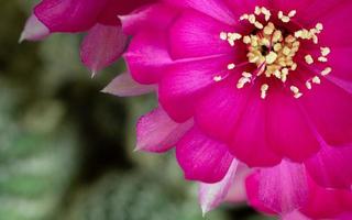 flor con pétalos rosados frescos es una flor de una especie de cactus lobivia con estambres amarillos, estambres largos. se coloca en una esquina de la imagen. con un fondo borroso de tallos de cactus foto
