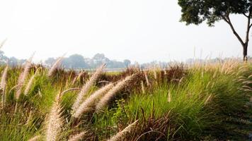 Roadside grass flowers in the field, morning atmosphere, morning sunshine photo