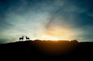 el concepto de silueta al atardecer y dos ciervos en la montaña. foto