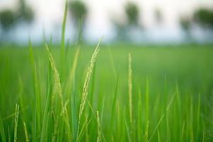 Green rice field full of rice Farmer productivity photo