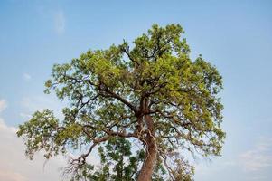 prados y cielos azules atmósfera de campos asiáticos y la belleza de los árboles y la naturaleza verde. foto