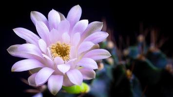 las flores están floreciendo. cactus, flor de gymnocalycium blanca y verde suave, que florece sobre una planta puntiaguda larga y arqueada que rodea un fondo negro, brillando desde arriba. foto