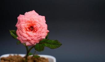 rosas viejas de color rosa en una pequeña olla de arcilla marrón con un rayo de luz que brilla desde arriba. fondo oscuro foto