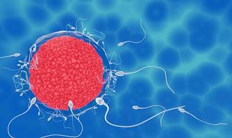 The sperm is directed towards the egg. To do human mating. A pre-fertilization model between an egg and a sperm. 3D Rendering photo