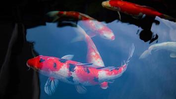 peces koi de lujo o carpas de lujo nadando en un estanque de peces de estanque negro. mascotas populares para la relajación y el significado del feng shui. foto