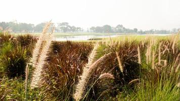 Roadside grass flowers in the field, morning atmosphere, morning sunshine photo