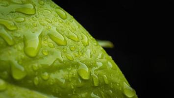 Rain drops on green leaf, macro shot, black background, used as wallpaper. Lots of water droplets on leaf. photo