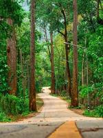 el sinuoso camino que atraviesa los grandes árboles. carretera con curvas con el árbol grande y alto. foto