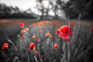 Beautiful field red poppies with selective color. Red poppies in soft light on dark dramatic background. Spring summer flowers photo