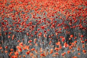 Beautiful field red poppies with selective color. Red poppies in soft light on dark dramatic background. Spring summer flowers photo