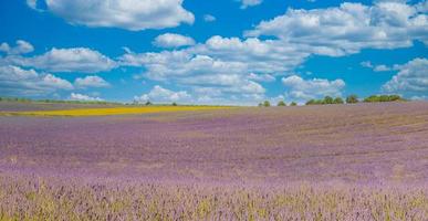 Panorama of sage and rape fields at sunny day. Beautiful countryside agriculture scenic view, botany and medicine land. Nature background. Provence, Valensole Plateau, France. photo