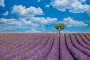 Stunning landscape with lavender field at sunny day. Blooming violet fragrant lavender flowers, amazing countryside scenic, trees and cloudy blue sky. Idyllic nature landscape photo