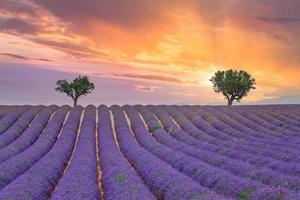 campo de verano con flores de lavanda en flor contra el cielo del atardecer. hermoso paisaje natural, fondo de vacaciones, famoso destino de viaje. vista pintoresca de la naturaleza, salida del sol brillante del atardecer, provenza foto