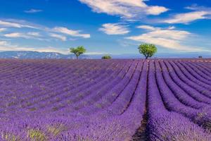 Stunning landscape with lavender field at sunny day. Blooming violet fragrant lavender flowers, amazing countryside scenic, trees and cloudy blue sky. Idyllic nature landscape photo