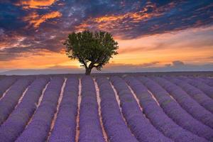 campo de verano con flores de lavanda en flor contra el cielo del atardecer. hermoso paisaje natural, fondo de vacaciones, famoso destino de viaje. vista pintoresca de la naturaleza, salida del sol brillante del atardecer, provenza foto