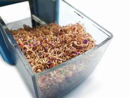 Wood chips from the pencil sharpener In a clear plastic box With a pencil sharpener. photo