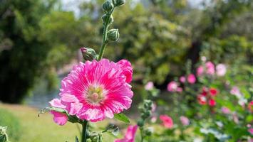 Pink Alcea flowers are blooming with pollen falling on the petals. Commonly knows as the hollyhocks. They are native to Asia and Europe. photo