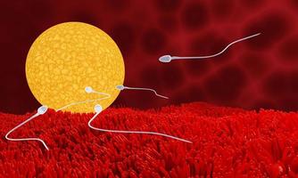 The sperm is directed towards the egg. To do human mating. A pre-fertilization model between an egg and a sperm. 3D Rendering photo