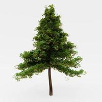 Tall trees look like pine trees. Full of green trees On a white background 3D Rendering photo