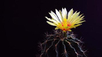 Flowers are blooming.  Cactus, yellow, almost orange, Hamoto Cactus, blooming atop a long, arched spiky plant surrounding a black background, shining from above. photo