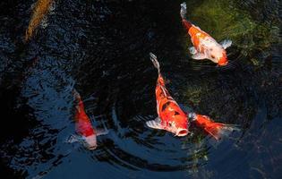 peces koi de japón o carpas elegantes nadando en un estanque de peces de estanque negro. mascotas populares para la relajación y el significado del feng shui. mascotas populares entre las personas. a los asiáticos les encanta criarlo para la buena fortuna. foto