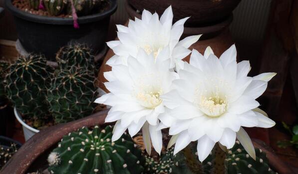 flores blancas del nombre de la planta de cactus ichinov. flores que florecen en cactus en macetas pequeñas. foto