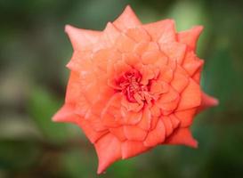 A rose with raindrops on its petals. close up Small rose named Damask rose, color old rose, showing petals and layers of flowers, natural light, outdoor photo